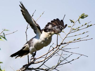 Coucou geai Clamator glandarius (Linnaeus, 1758)