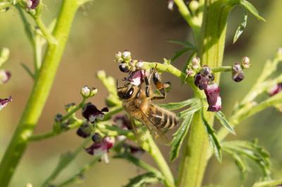 Abeille domestique, Abeille européenne, Abeille me Apis mellifera Linnaeus, 1758