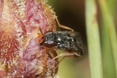  Chyliza extenuata (Rossi, 1790)