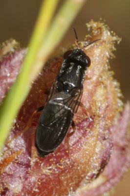  Chyliza extenuata (Rossi, 1790)