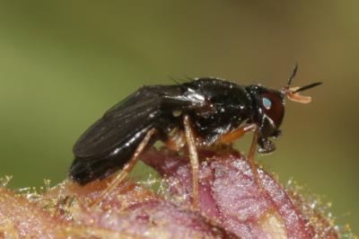  Chyliza extenuata (Rossi, 1790)