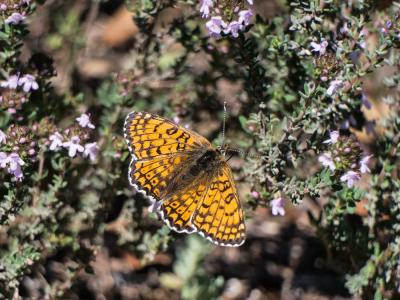 Mélitée du Plantain (La), Déesse à ceinturons (La) Melitaea cinxia (Linnaeus, 1758)