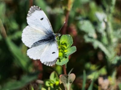 Aurore (L') Anthocharis cardamines (Linnaeus, 1758)