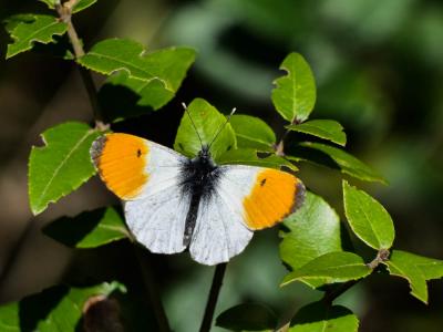 Aurore (L') Anthocharis cardamines (Linnaeus, 1758)