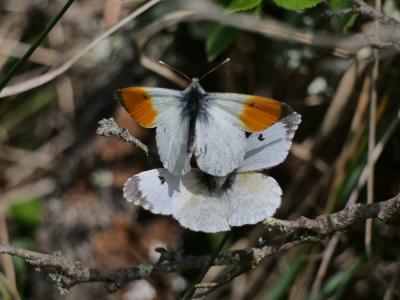 Aurore (L') Anthocharis cardamines (Linnaeus, 1758)