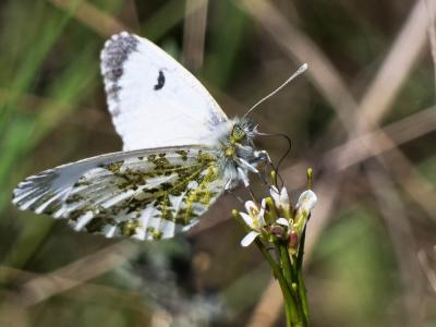Aurore (L') Anthocharis cardamines (Linnaeus, 1758)