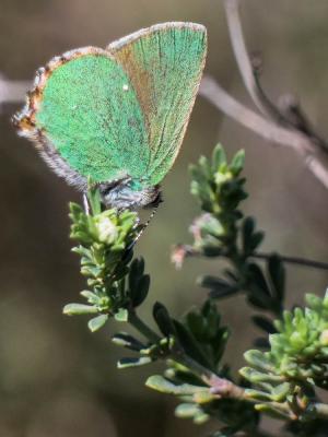 Thécla de la Ronce (La), Argus vert (L') Callophrys rubi (Linnaeus, 1758)