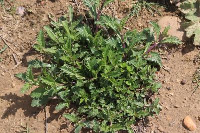 Verveine officinale Verbena officinalis L., 1753