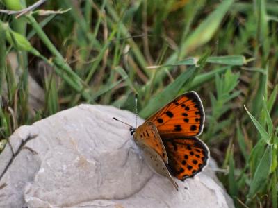 Cuivré flambloyant (Le) Lycaena alciphron gordius (Sulzer, 1776)