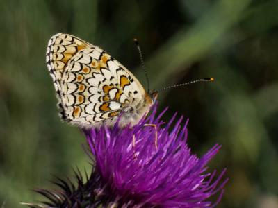 Mélitée des Centaurées (La), Grand Damier (Le) Melitaea phoebe (Denis & Schiffermüller, 1775)