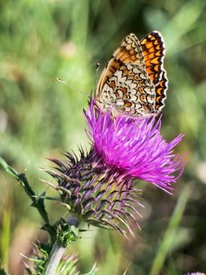 Mélitée des Centaurées (La), Grand Damier (Le) Melitaea phoebe (Denis & Schiffermüller, 1775)