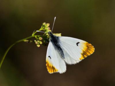 Aurore de Provence (L') Anthocharis euphenoides Staudinger, 1869