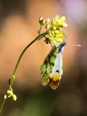 Aurore de Provence (L') Anthocharis euphenoides Staudinger, 1869