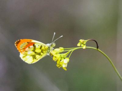 Aurore de Provence (L') Anthocharis euphenoides Staudinger, 1869