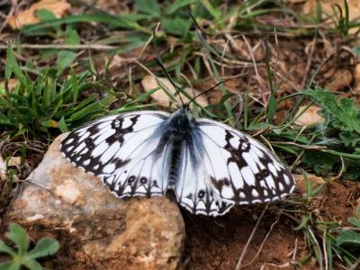 Échiquier d'Occitanie (L'), Demi-Deuil occitan (Le Melanargia occitanica (Esper, 1793)