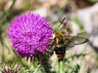Sphinx-Bourdon (Le), Sphinx de la Scabieuse (Le) Hemaris tityus (Linnaeus, 1758)