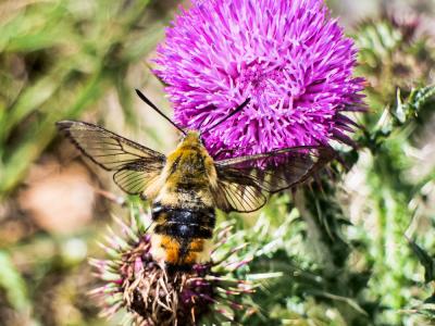 Sphinx-Bourdon (Le), Sphinx de la Scabieuse (Le) Hemaris tityus (Linnaeus, 1758)