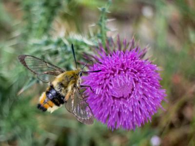 Sphinx-Bourdon (Le), Sphinx de la Scabieuse (Le) Hemaris tityus (Linnaeus, 1758)