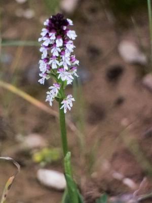 Orchis brûlé Neotinea ustulata (L.) R.M.Bateman, Pridgeon & M.W.Chase, 1997