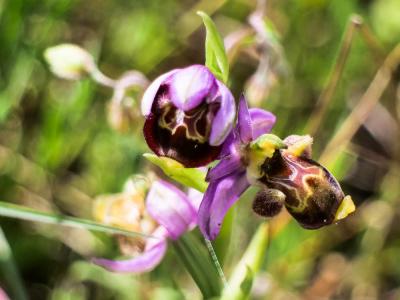 Ophrys bécasse Ophrys scolopax Cav., 1793