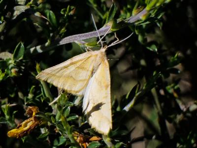 Aspilate ochracée (L') Aspitates ochrearia (Rossi, 1794)
