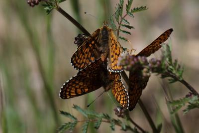 Mélitée du Plantain (La), Déesse à ceinturons (La) Melitaea cinxia (Linnaeus, 1758)