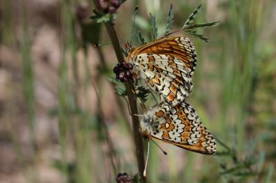 Mélitée du Plantain (La), Déesse à ceinturons (La) Melitaea cinxia (Linnaeus, 1758)