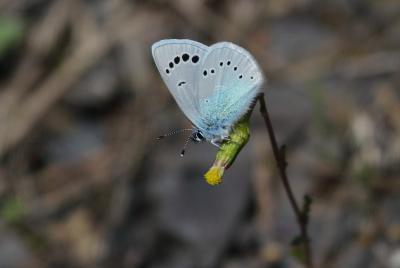 Azuré des Cytises (L') Glaucopsyche alexis (Poda, 1761)
