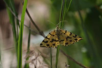 Panthère (La) Pseudopanthera macularia (Linnaeus, 1758)