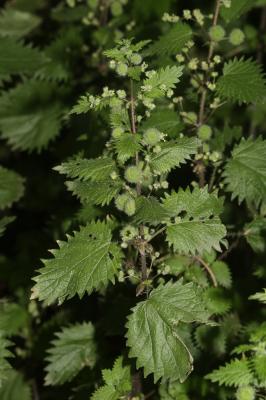 Ortie à pilules Urtica pilulifera L., 1753
