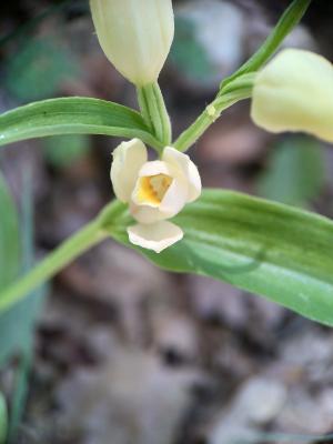 Céphalanthère à grandes fleurs, Helléborine blanch Cephalanthera damasonium (Mill.) Druce, 1906