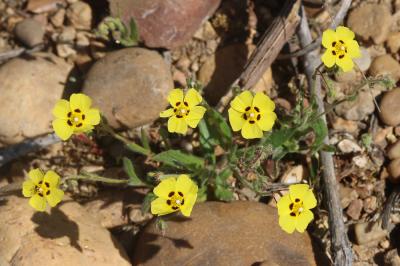 Hélianthème taché Tuberaria guttata (L.) Fourr., 1868