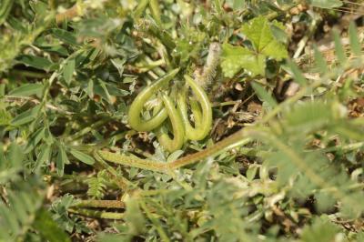 Astragale à gousses en hameçon Astragalus hamosus L., 1753