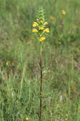 Bellardie, Bartsie trixago, Bellardie Germandrée Bartsia trixago L., 1753