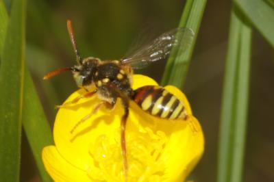  Nomada basalis Herrich-Schäffer, 1839