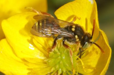  Nomada basalis Herrich-Schäffer, 1839