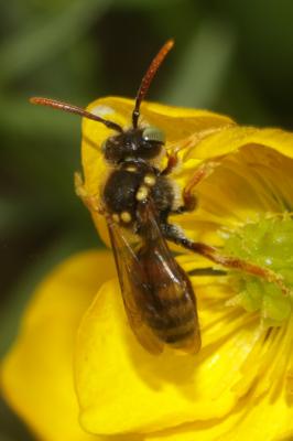  Nomada basalis Herrich-Schäffer, 1839