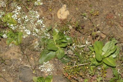 Petite centaurée commune, Erythrée Centaurium erythraea Rafn, 1800