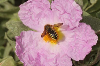  Rhodanthidium septemdentatum (Latreille, 1809)