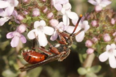  Nomada carnifex Mocsáry, 1883