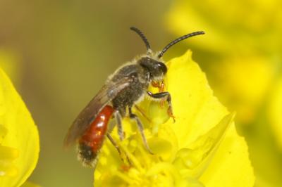  Sphecodes Latreille, 1804