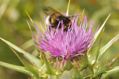 Bourdon terrestre (Le) Bombus terrestris (Linnaeus, 1758)