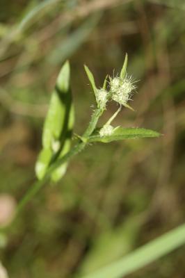Crépis à petites fleurs Crepis micrantha Czerep., 1964