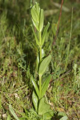 Petite centaurée commune, Erythrée Centaurium erythraea Rafn, 1800