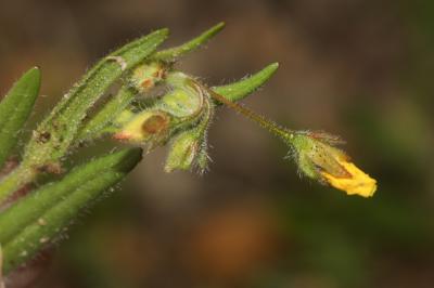 Hélianthème taché Tuberaria guttata (L.) Fourr., 1868