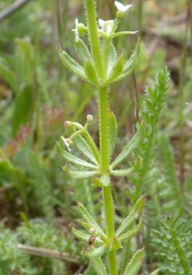 Gaillet à trois cornes Galium tricornutum Dandy, 1957