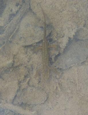 Triton palmé Lissotriton helveticus (Razoumowsky, 1789)