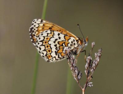 Mélitée du Plantain (La), Déesse à ceinturons (La) Melitaea cinxia (Linnaeus, 1758)