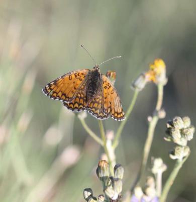 Mélitée des Centaurées (La), Grand Damier (Le) Melitaea phoebe (Denis & Schiffermüller, 1775)