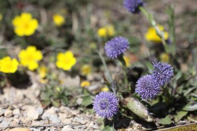 Globulaire commune, Globulaire vulgaire, Globulair Globularia bisnagarica L., 1753